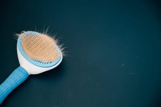 Pet hair care essentials, A clump of Scottish Fold cat hair and a grooming comb. Tackling pet fur loss and hygiene is essential for every pet owner.