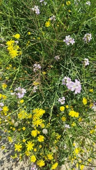 green background, nature field yellow and purple small flowers with leaves, flora, botanical garden, view, spring and summer time.High quality photo