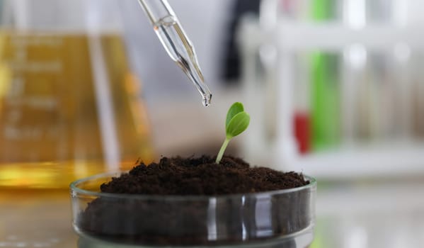 Close-up of sprout sample fertilizing with serum. Researcher experimenting with sprig. Botanical life grow process in special environment. Botany and ecology concept