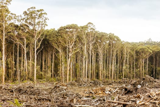 DOVER, AUSTRALIA - FEBRUARY 23: Forestry Tasmania continues logging of Southwest National Park near Dover, a World Heritage Area. This area contans old growth native forest, and home to the critically endangered Swift Parrot. Bob Brown Foundation continues to fight to protect these areas for both the environment and future generations. Images taken on February 23, 2024.