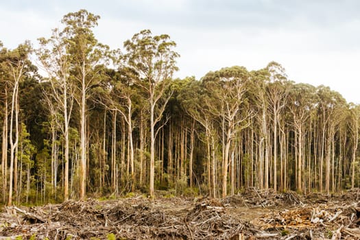 DOVER, AUSTRALIA - FEBRUARY 23: Forestry Tasmania continues logging of Southwest National Park near Dover, a World Heritage Area. This area contans old growth native forest, and home to the critically endangered Swift Parrot. Bob Brown Foundation continues to fight to protect these areas for both the environment and future generations. Images taken on February 23, 2024.