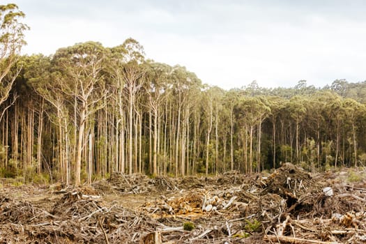 DOVER, AUSTRALIA - FEBRUARY 23: Forestry Tasmania continues logging of Southwest National Park near Dover, a World Heritage Area. This area contans old growth native forest, and home to the critically endangered Swift Parrot. Bob Brown Foundation continues to fight to protect these areas for both the environment and future generations. Images taken on February 23, 2024.