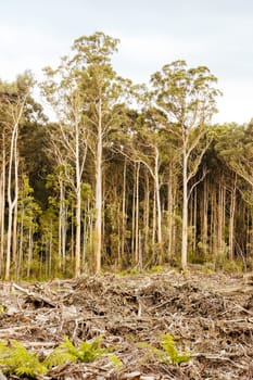 DOVER, AUSTRALIA - FEBRUARY 23: Forestry Tasmania continues logging of Southwest National Park near Dover, a World Heritage Area. This area contans old growth native forest, and home to the critically endangered Swift Parrot. Bob Brown Foundation continues to fight to protect these areas for both the environment and future generations. Images taken on February 23, 2024.