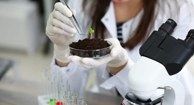 Close-up of scientists hands holding glass plate with sprig. Professional biologist researching new life with microscope at lab. Botany and ecology concept