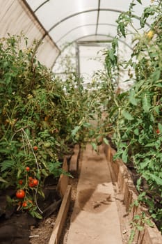 Tomatoes are hanging on a branch in the greenhouse. The concept of gardening and life in the country. A large greenhouse for growing homemade tomatoes