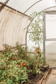 Tomatoes are hanging on a branch in the greenhouse. The concept of gardening and life in the country. A large greenhouse for growing homemade tomatoes