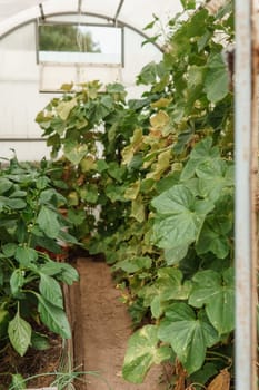 Cucumbers hang on a branch in the greenhouse. The concept of gardening and life in the country