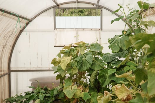 Cucumbers hang on a branch in the greenhouse. The concept of gardening and life in the country