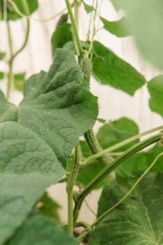 Cucumbers hang on a branch in the greenhouse. The concept of gardening and life in the country