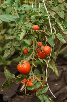 Tomatoes are hanging on a branch in the greenhouse. The concept of gardening and life in the country.