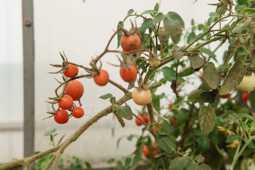 Tomatoes are hanging on a branch in the greenhouse. The concept of gardening and life in the country.