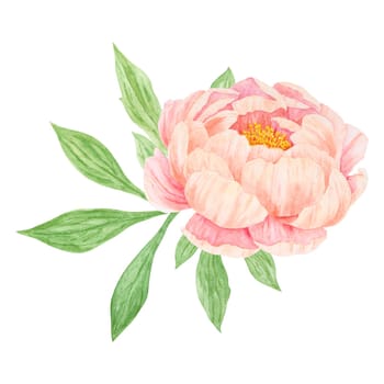 Peach peony watercolor hand drawn painting. Realistic flower clipart, floral arrangement. Chinese national symbol illustration. Perfect for card design, wedding invitation, prints, textile, packing.