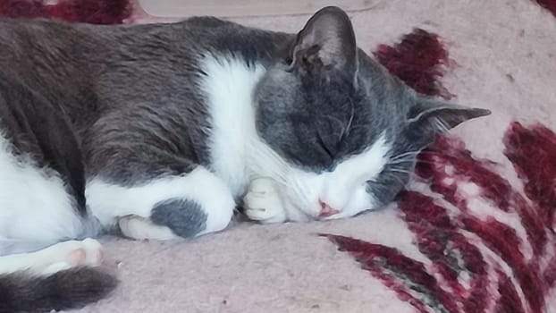 Gray white cat sleeps on a blanket, pets, animal. High quality photo