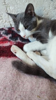 Gray white cat sleeps on a blanket, pets, animal. High quality photo