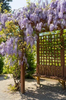 Blooming Wisteria Sinensis with classic purple flowers in full bloom in drooping racemes against the sky. Garden with wisteria in spring