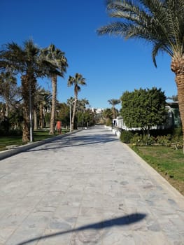 The view of palm trees and beautiful architecture on the territory of the castle in Egypt is the concept of a luxury trip. Rest on the territory of the hotel