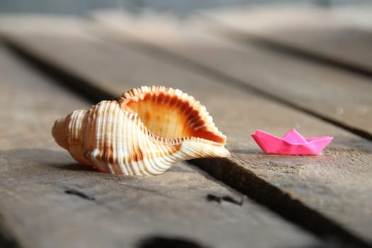 Seashell on a wooden background. Summer time creative concept.