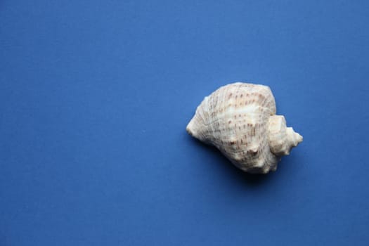 Sea shell on a blue background. Advertising background.