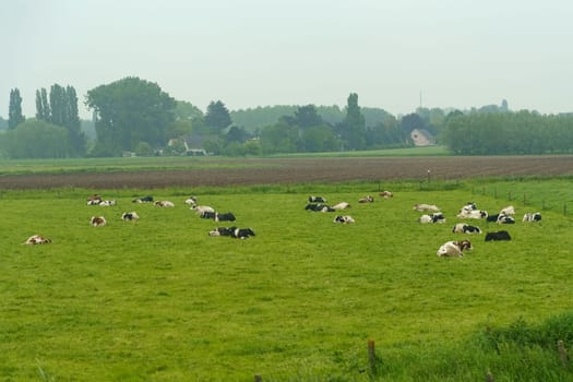 A group of cows rest and graze on the green grass of a rural farm.