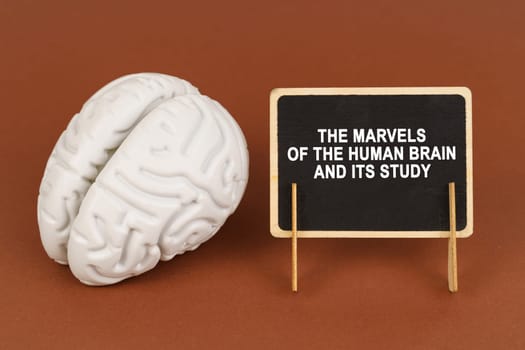 On a brown background, a model of the brain and a sign with the inscription - The marvels of the human brain and its study. Science and education concept.