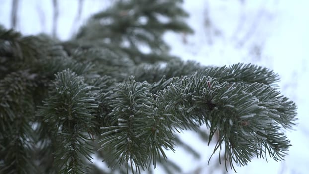 A spruce branch covered in frost close-up. 4k