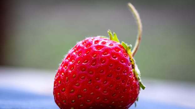 Close up of fresh strawberry showing seeds achenes. Details of a fresh ripe red strawberry.