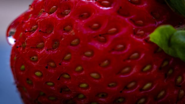 Close up of fresh strawberry showing seeds achenes. Water drop on fresh ripe red strawberry.