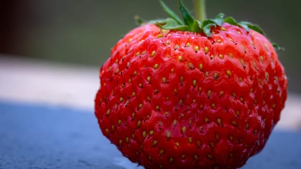 Close up of fresh strawberry showing seeds achenes. Details of a fresh ripe red strawberry.