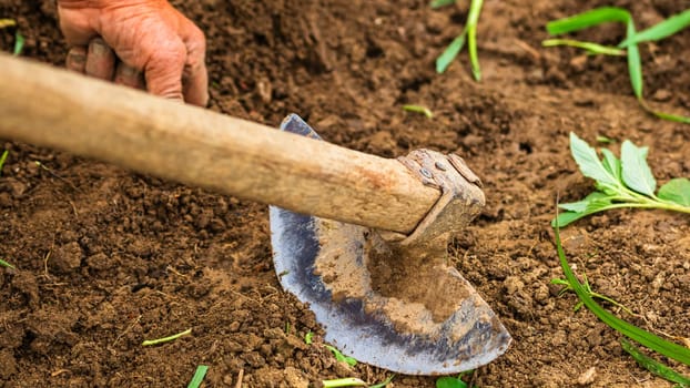 Close up of hoe tool for digging isolated in garden on the ground.