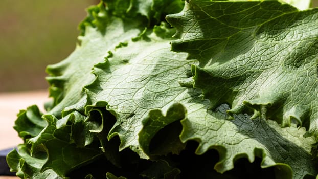 Close up of details of fresh green lettuce on a wooden table isolated.