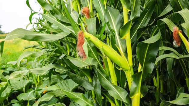 Unripe green corn in the garden. Corn stalks, flowers and leaves on  a sunny day.