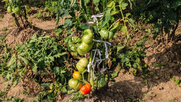 Unripe and ripe tomatoes on a branch in a garden.