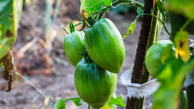 Unripe green tomatoes growing on a branch in the garden.