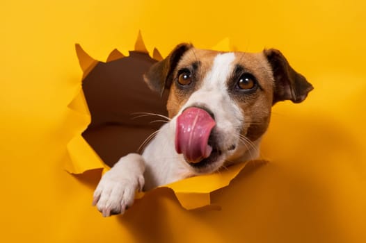 Licking jack russell terrier comes out of a paper orange background tearing it