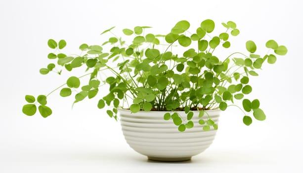 Maidenhair Fern, isolated, white background. High quality photo