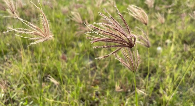 grassy flowers in the meadow
