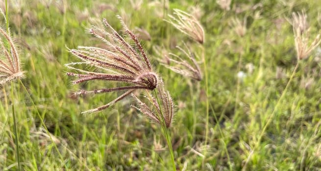grassy flowers in the meadow