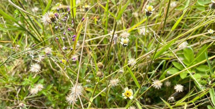grassy flowers in the meadow
