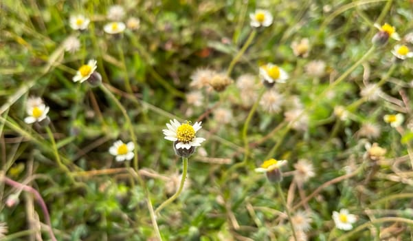 grassy flowers in the meadow