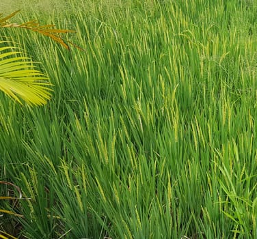 Green and beautiful paddy rice field, farming the rice, rice plantation, paddy plantation in asia