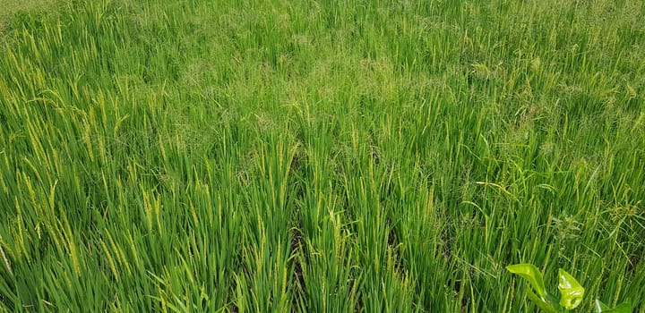 Green and beautiful paddy rice field, farming the rice, rice plantation, paddy plantation in asia