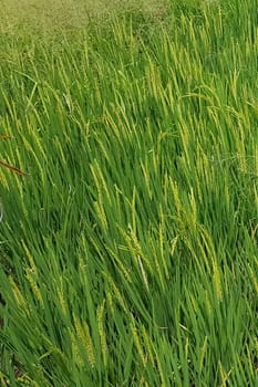 Green and beautiful paddy rice field, farming the rice, rice plantation, paddy plantation in asia