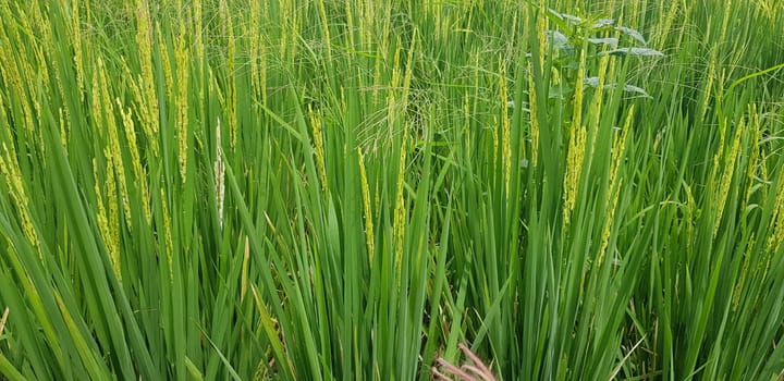 Green and beautiful paddy rice field, farming the rice, rice plantation, paddy plantation in asia