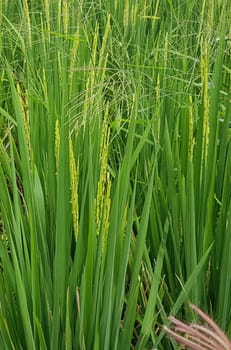 Green and beautiful paddy rice field, farming the rice, rice plantation, paddy plantation in asia