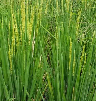 Green and beautiful paddy rice field, farming the rice, rice plantation, paddy plantation in asia