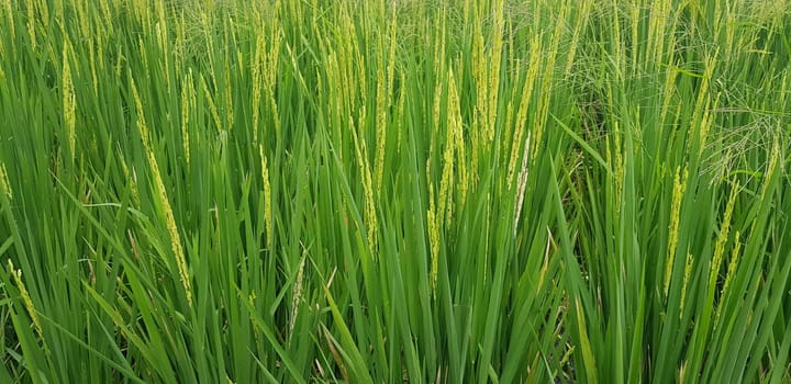Green and beautiful paddy rice field, farming the rice, rice plantation, paddy plantation in asia