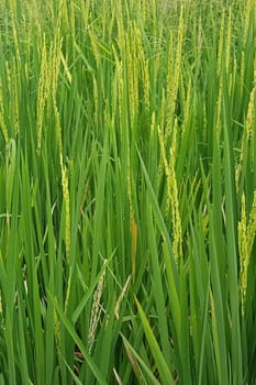 Green and beautiful paddy rice field, farming the rice, rice plantation, paddy plantation in asia