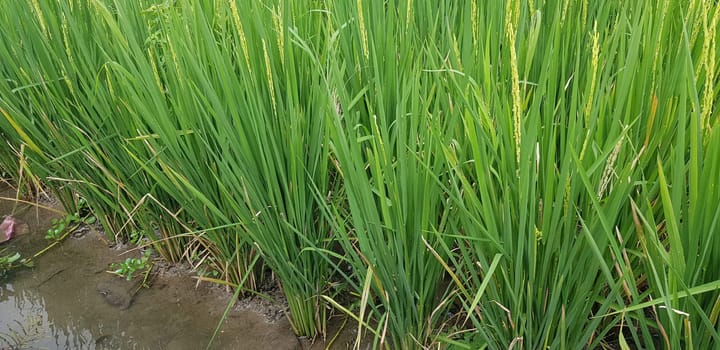 Green and beautiful paddy rice field, farming the rice, rice plantation, paddy plantation in asia