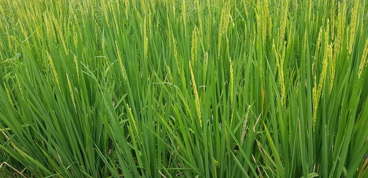 Green and beautiful paddy rice field, farming the rice, rice plantation, paddy plantation in asia