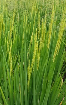 Green and beautiful paddy rice field, farming the rice, rice plantation, paddy plantation in asia